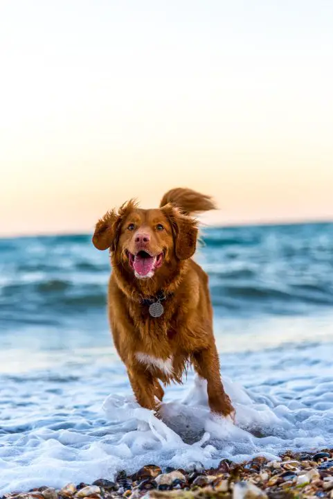 Nova Scotia Duck Tolling Retriever für PuppyHero.com: https://puppyhero.com/breed/nova-scotia-duck-tolling-retriever