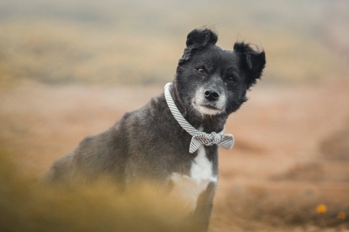 ¿Qué raza es mi perro?