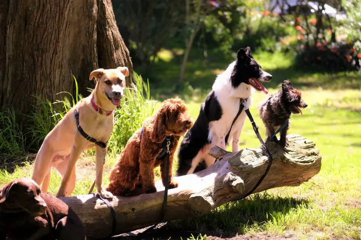photo peu profonde de chiens sur un tronc d'arbre