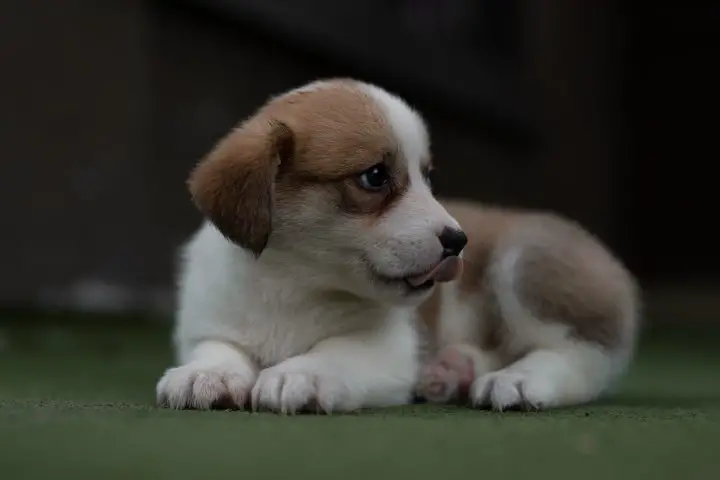 short-haired white and brown puppy