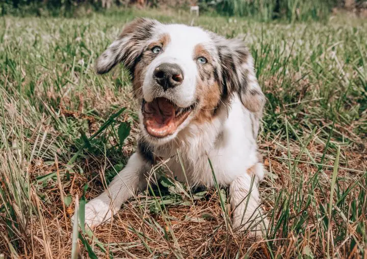 Kleiner Hund entspannt sich lächelnd in einem Park