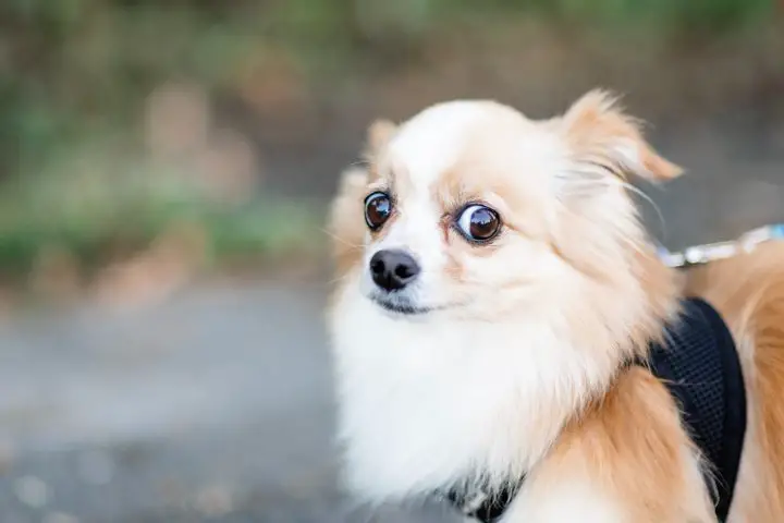 Small skeptical dog