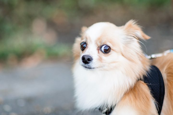 Kleiner skeptischer Hund