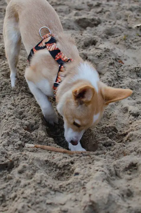 arrête le chien de creuser