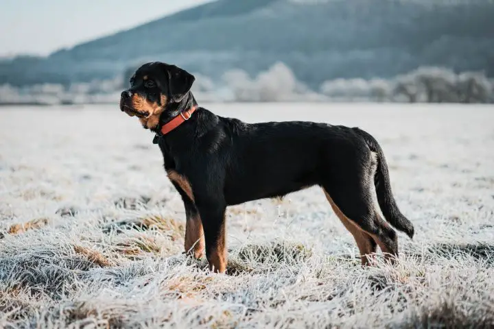 perro de trabajo rottweiler