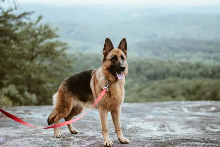 chien de berger allemand