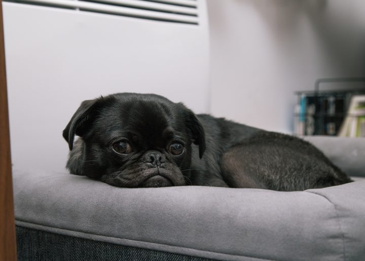 pour la douleur du chien