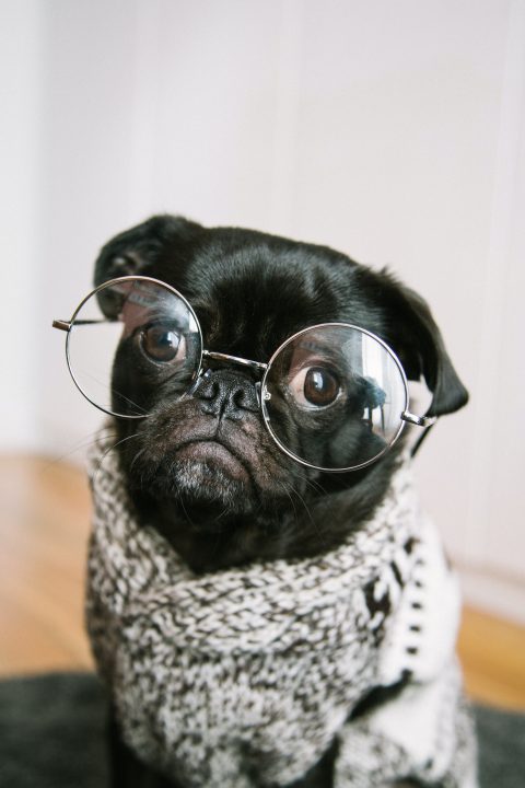 Pourquoi mon chien me fixe-t-il ?