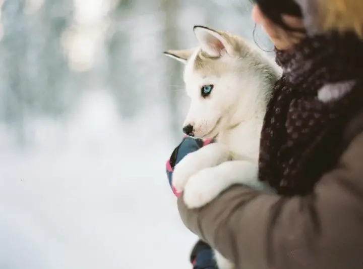 husky pup with blue eyes