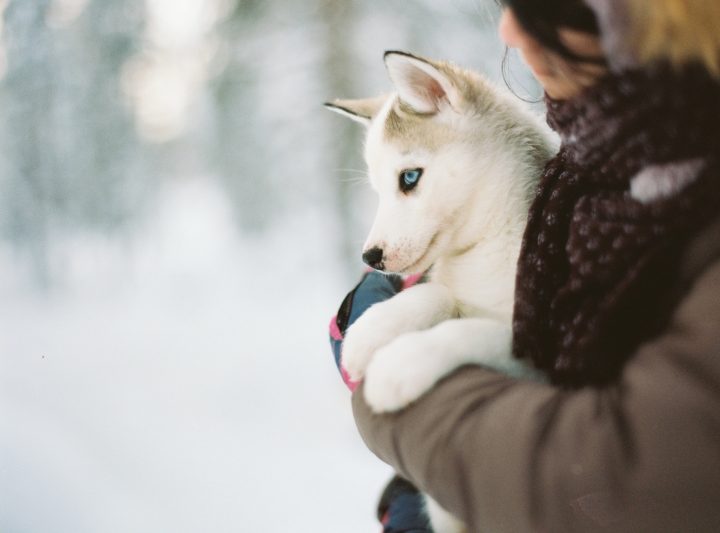 husky pup with blue eyes