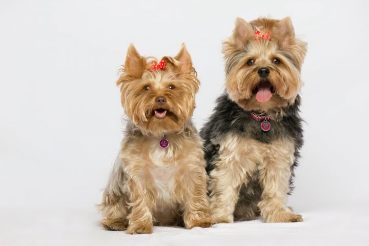 yorkie terrier dogs