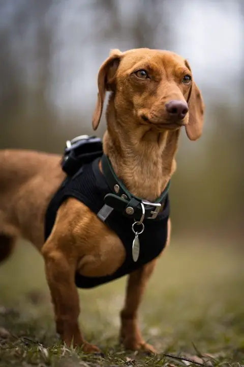 young brown dachshund with harness