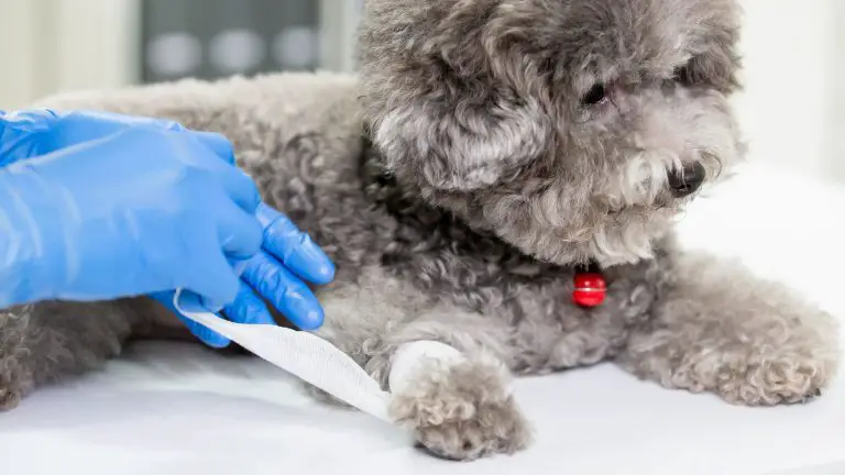 Utilizzo di bende liquide per cani: la tua guida