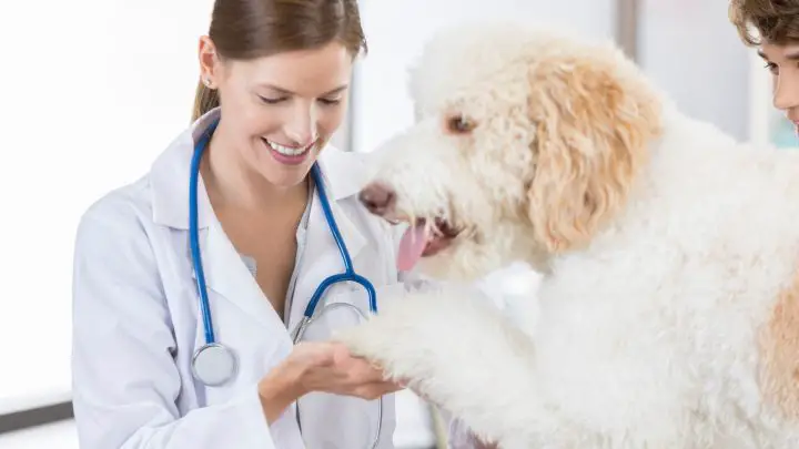 Utiliser un bandage liquide pour chiens - Votre guide