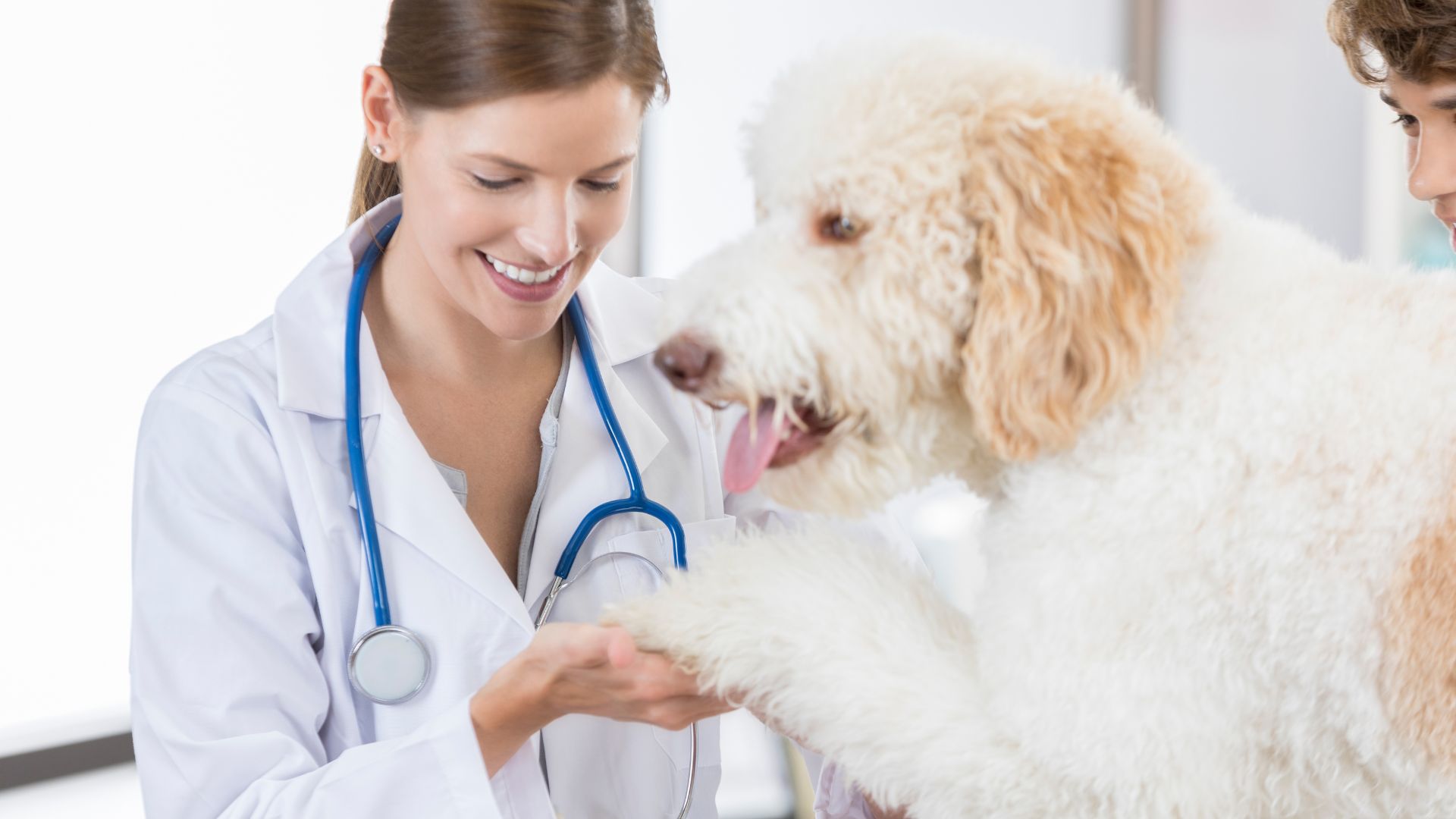 Using Liquid Bandage for Dogs Your Guide Walkies and Whiskers