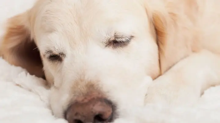 Utiliser un bandage liquide pour chiens - Votre guide