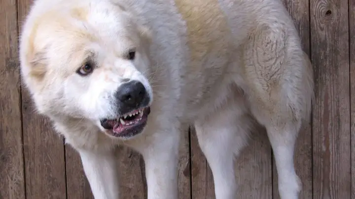 Perché il mio cane ringhia per niente?