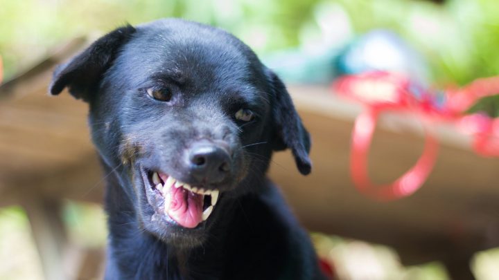 ¿Por qué mi perro gruñe a la nada?