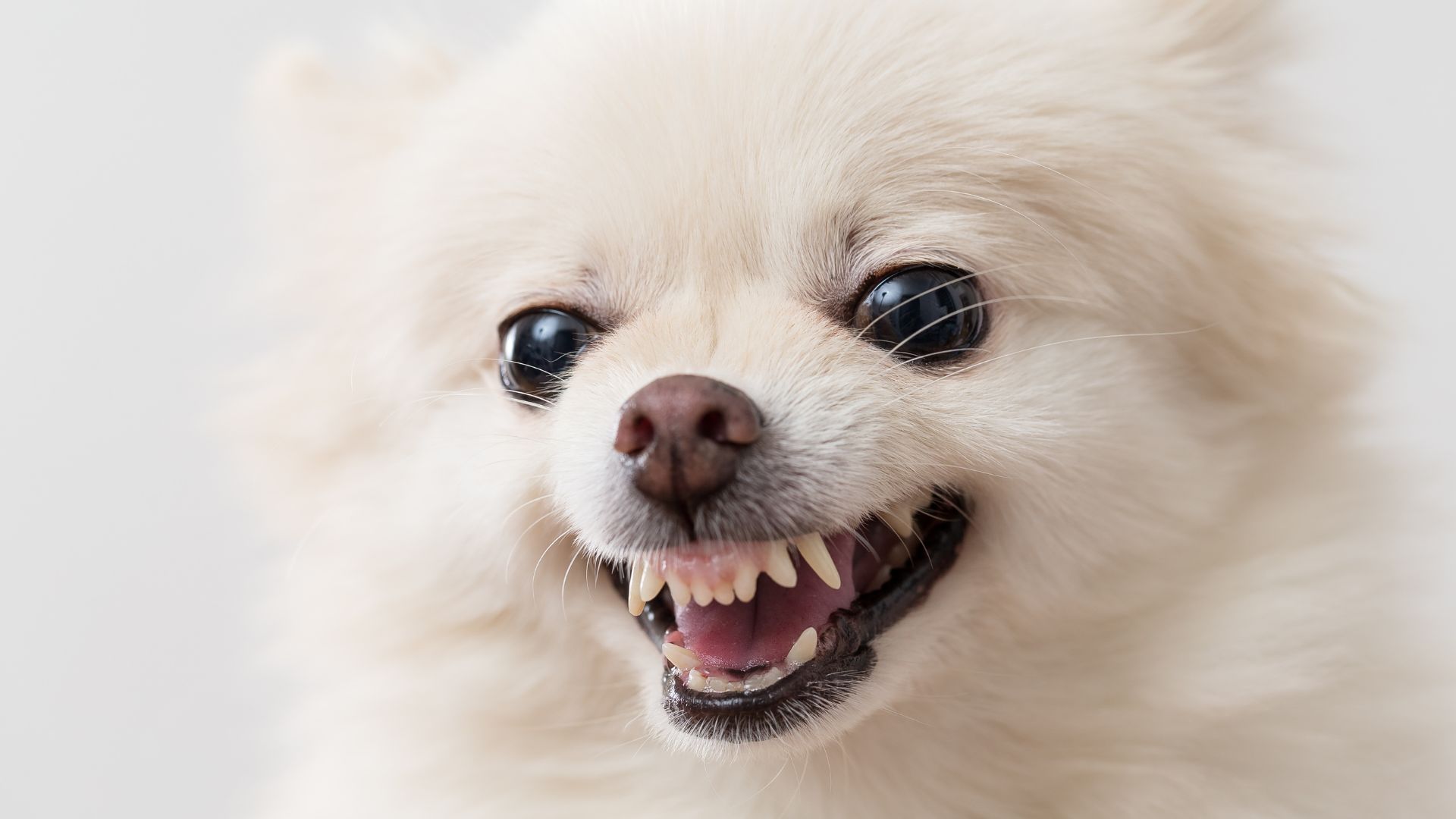 Why is My Dog Growling at Nothing? Walkies and Whiskers