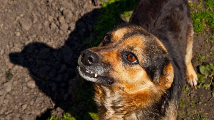 Perché il mio cane ringhia per niente?