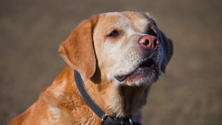 Perché il mio cane ringhia per niente?