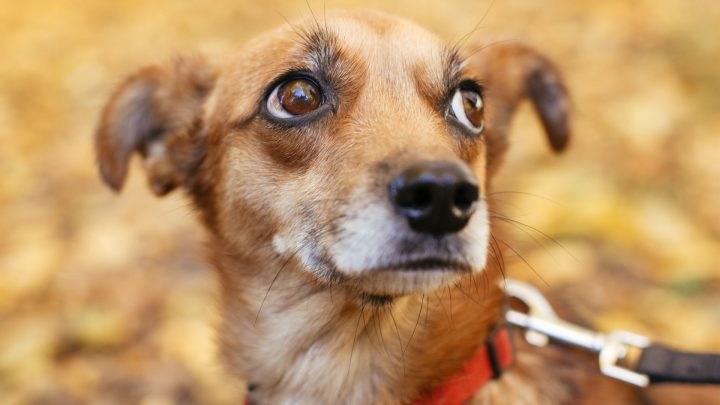 Il mio cane mi perdonerà per averlo colpito?