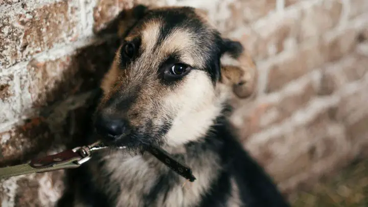 Il mio cane mi perdonerà per averlo colpito?