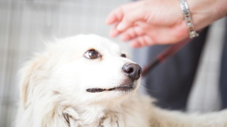 Mon chien me pardonnera-t-il de l'avoir frappé ?