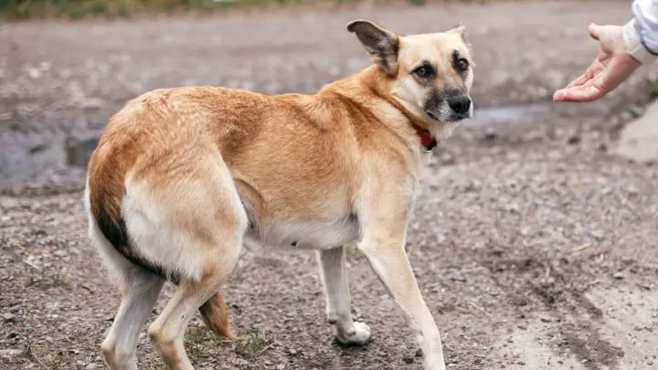 ¿Mi perro me perdonará por golpearlo?