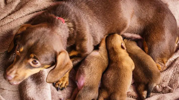 Sta Separando I Cuccioli Dalla Madre Crudele