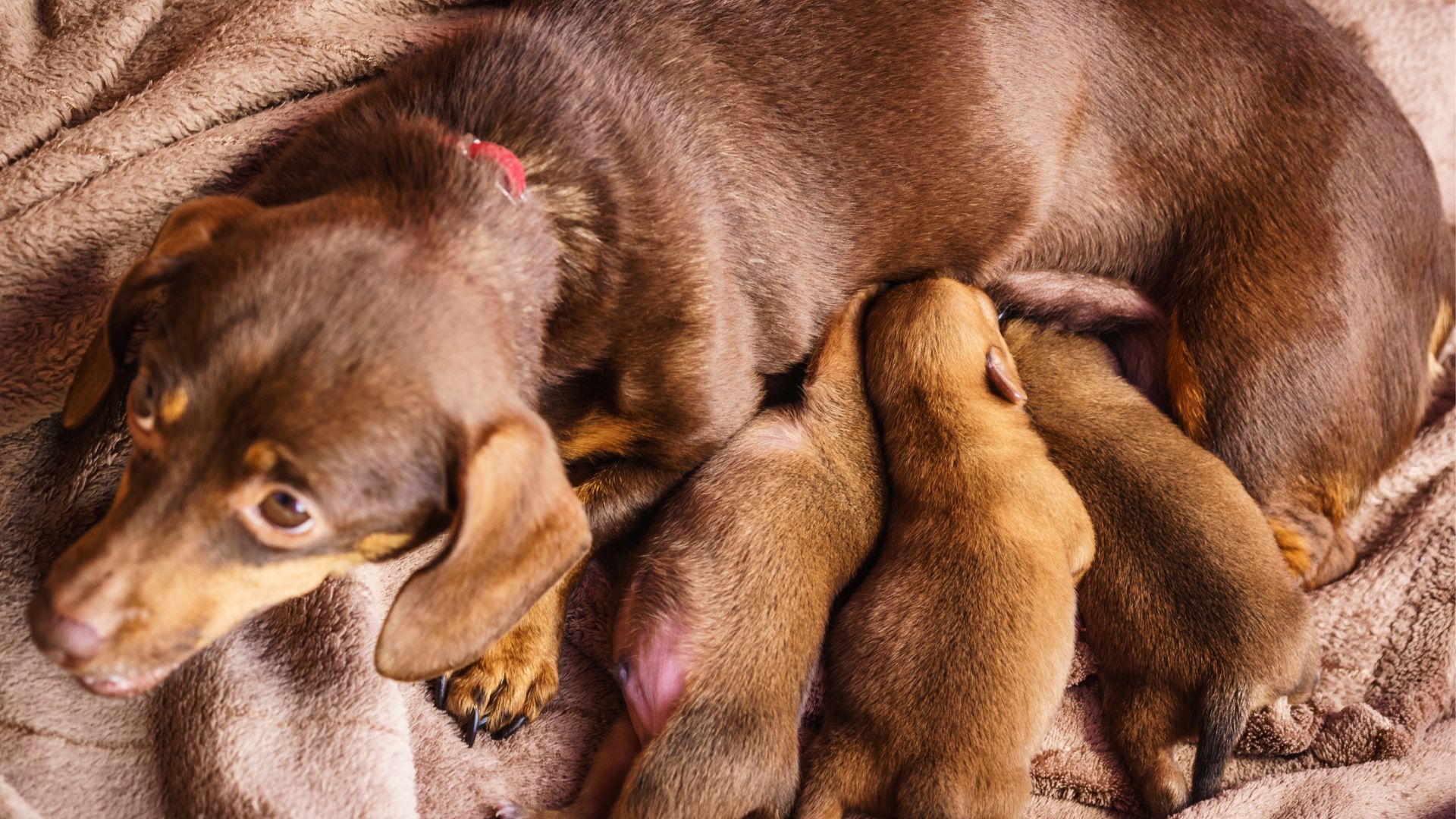 Is Separating Puppies From Mother Cruel? Know the Truth Walkies and Whiskers
