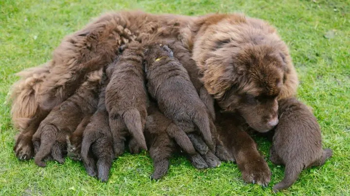 Sta Separando I Cuccioli Dalla Madre Crudele