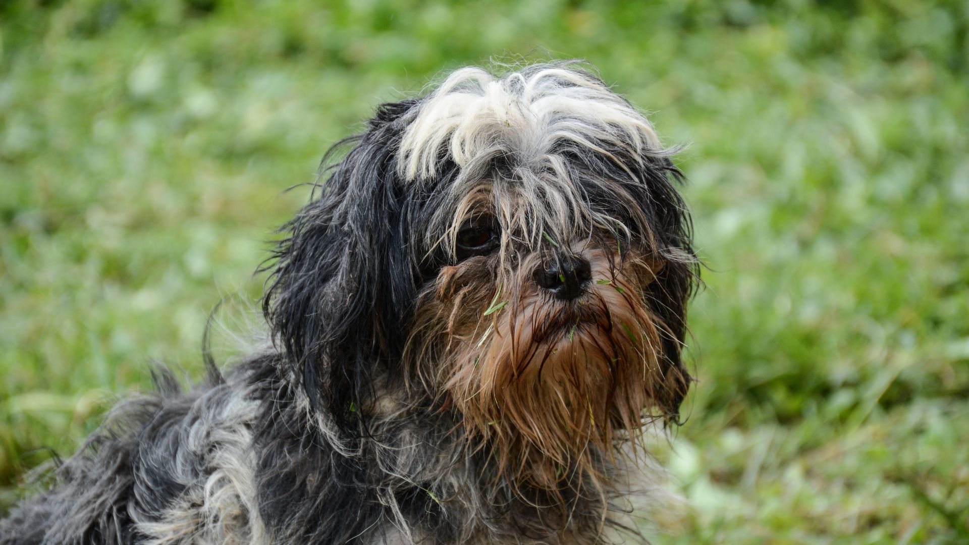 Baby Oil for Matted Dog Hair How To! Walkies and Whiskers