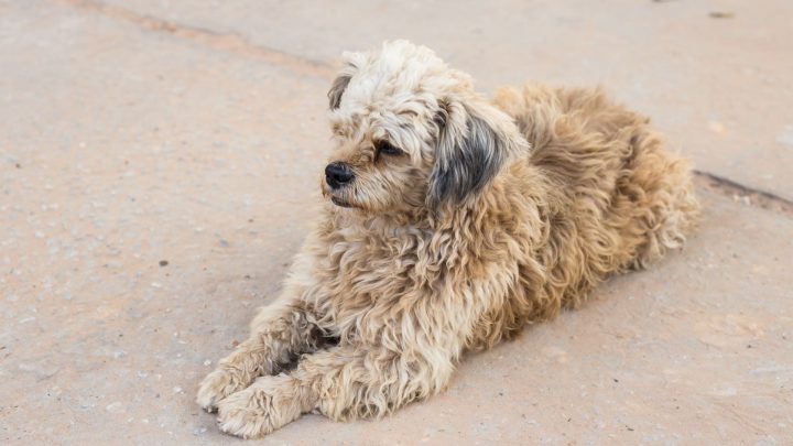 Baby Oil For Matted Dog Hair