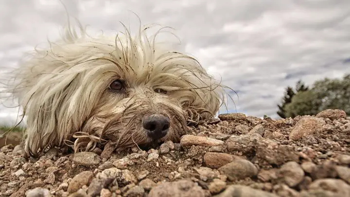 Aceite de bebé para pelo de perro enmarañado