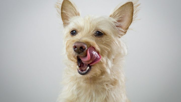 Il cane ha mangiato melatonina: cosa devo fare?
