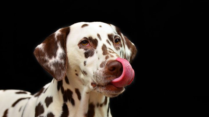Il cane ha mangiato melatonina: cosa devo fare?