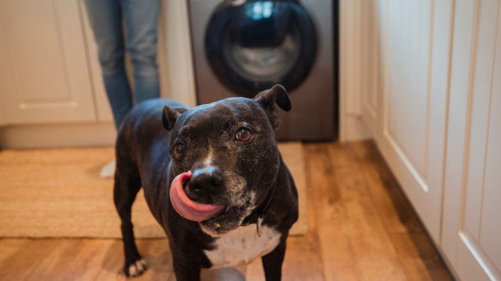 Chien a mangé de la mélatonine : que dois-je faire ?