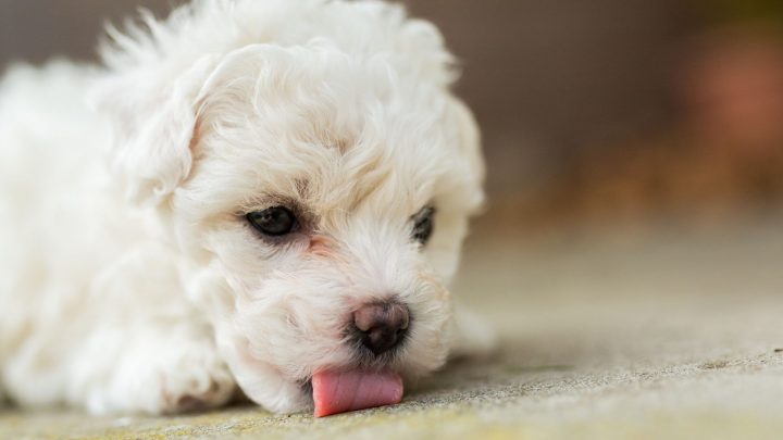 Chien a mangé de la mélatonine : que dois-je faire ?