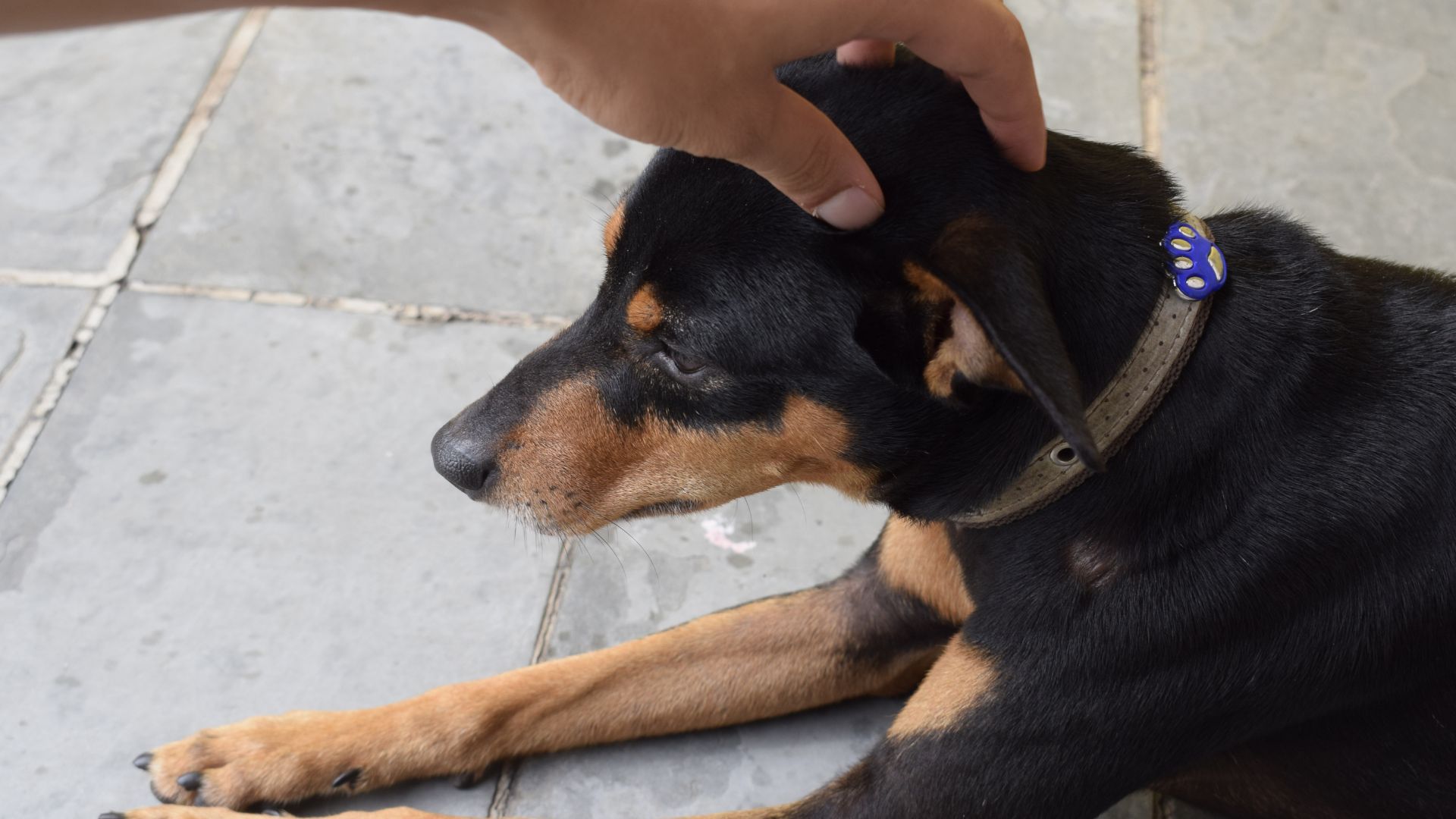 The Dog Hot Head Why and What to Do Walkies and Whiskers