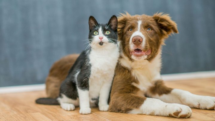 ¿Pueden los gatos oír silbatos para perros?