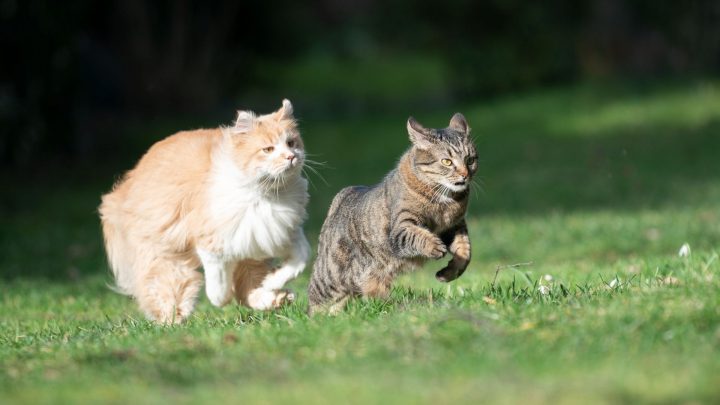 ¿Pueden los gatos oír silbatos para perros?