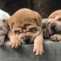 Is Separating Puppies From Mother Cruel