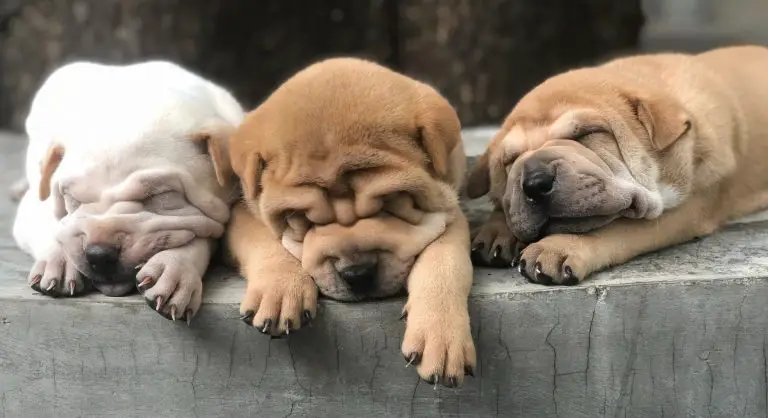 es cruel separar a los cachorros de la madre