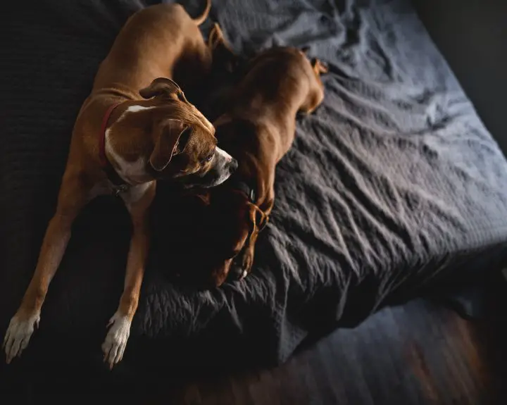 Pansement liquide pour chiens