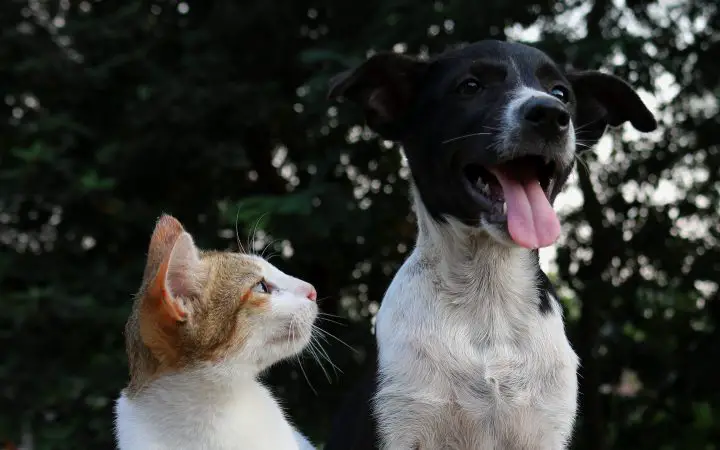 i gatti possono sentire i fischi dei cani