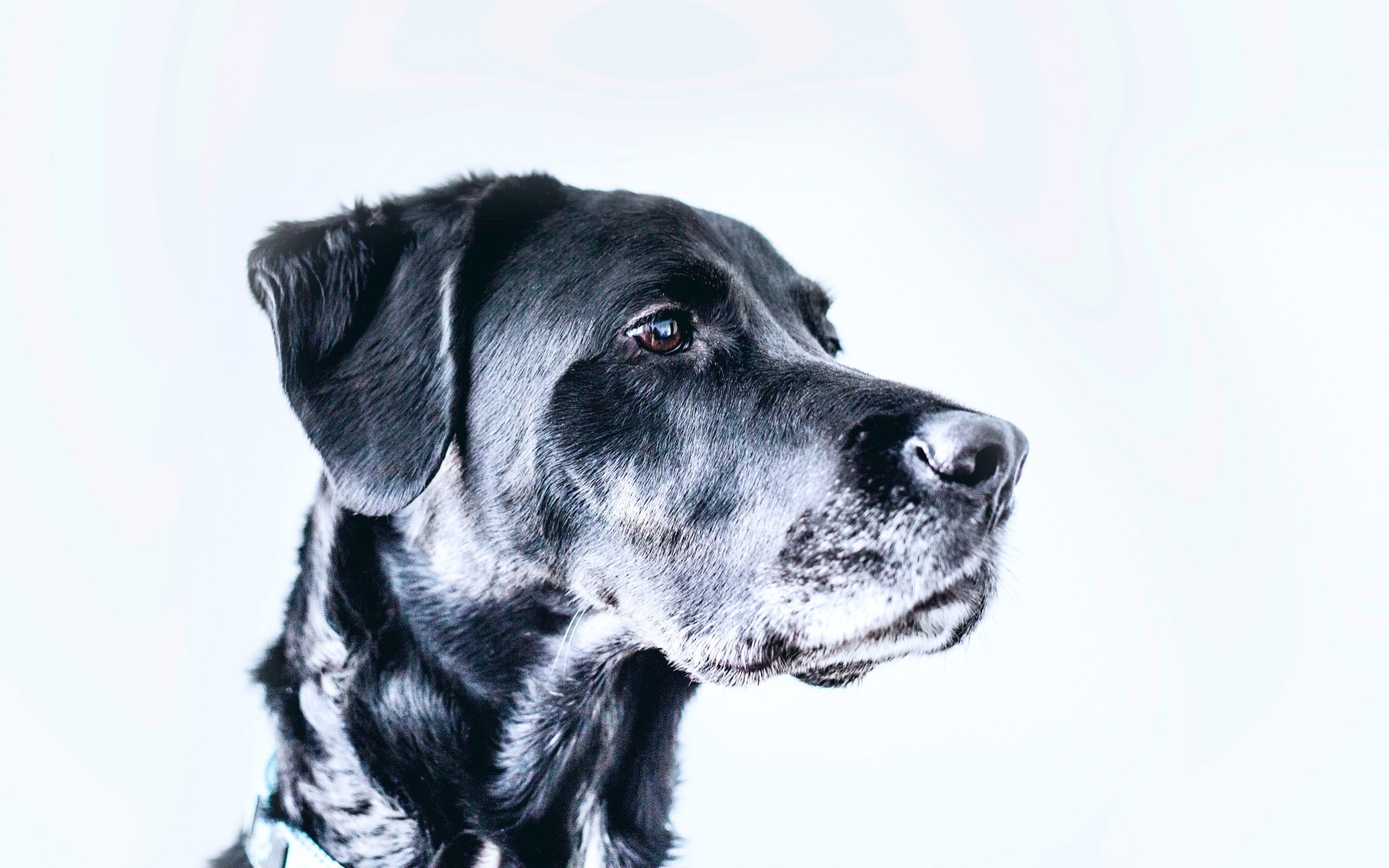 The Dog Hot Head Why and What to Do Walkies and Whiskers