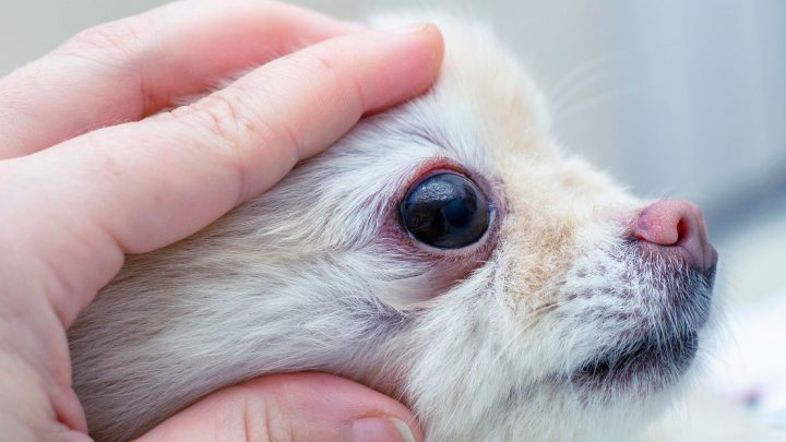 Die Augen des Hundes rollen zurück