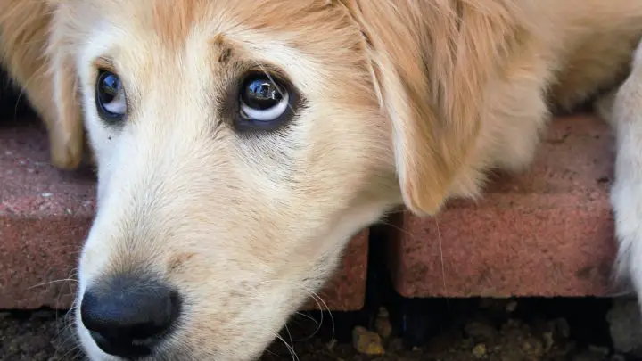 Die Augen des Hundes rollen zurück