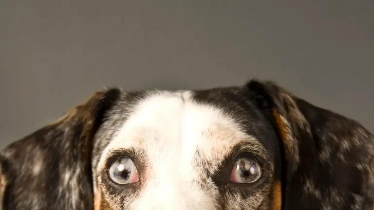 Die Augen des Hundes rollen zurück